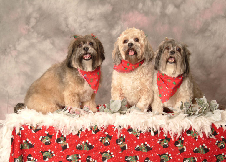 Festive-portrait-of-three-dogs-fresh-from-groomer