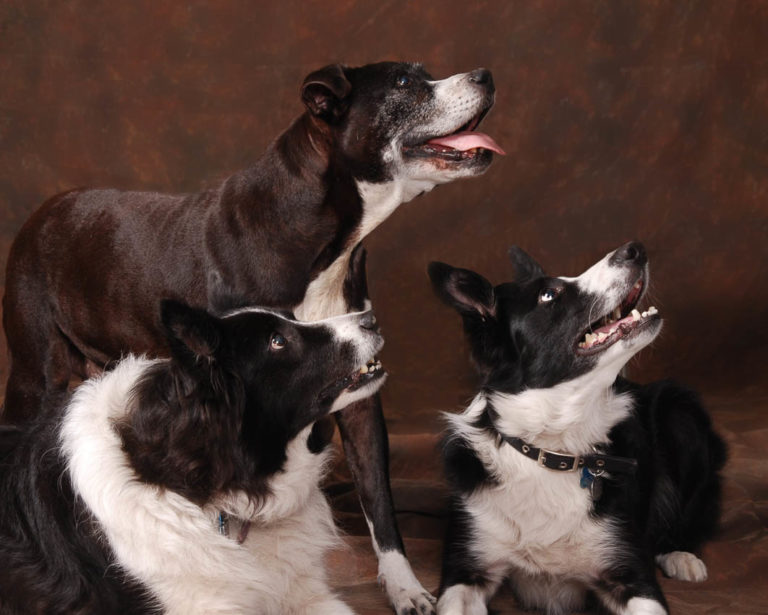 Portrait-three-dogs special friends and companions all are black and white