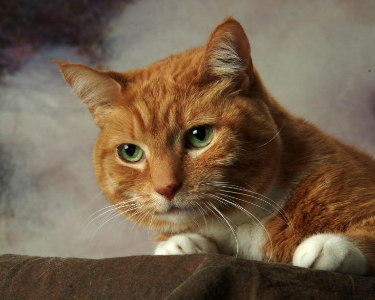 Spirit-Special-cat-portrait-female-tabby