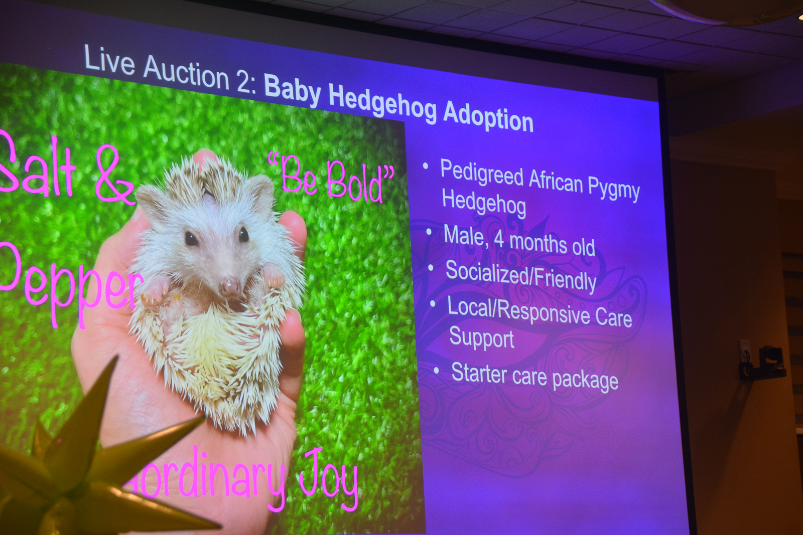 Baby hedgehog adoption featured during the live auction at the Xtraordinary Joy event in Gainesville, Florida.